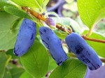 Jagoda kamczacka 'Jolanta' (Lonicera)