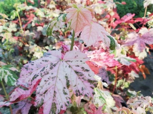 Klon jawor Esk Sunset