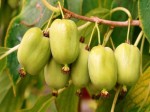 Kiwi żeńskie 'Weiki' (Actinidia)