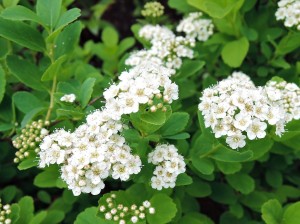 Tawuła brzozolistna 'Tor' (Spiraea)