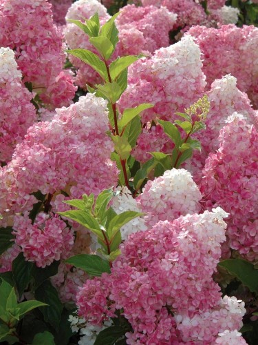 Hortensja bukietowa Białoróżowa Pełna