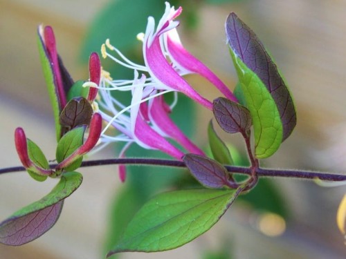 photinia fraseri stamm Glanzmispel – Photinia 'Pink Marble' (Mehrstämmig) – Blupf by Kitzinger main image 0