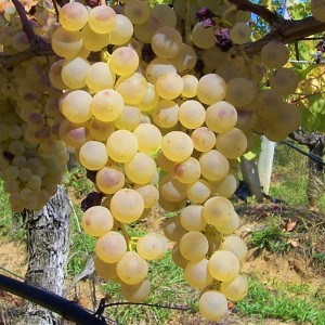 Winorośl 'Chrupka Złota' (Vitis)