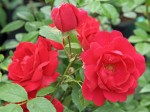 Róża pnąca 'Paul's Scarlet Climber' (Rosa)