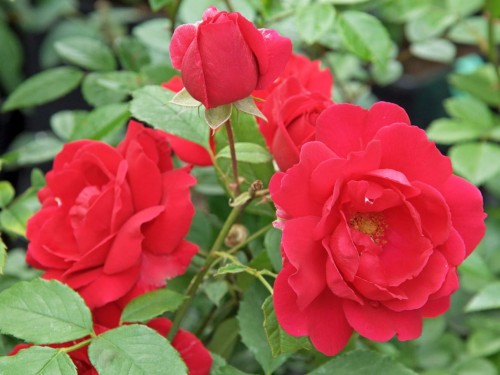 Róża pnąca Paul's Scarlet Climber