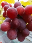 Winorośl 'Kameleon' (Vitis)