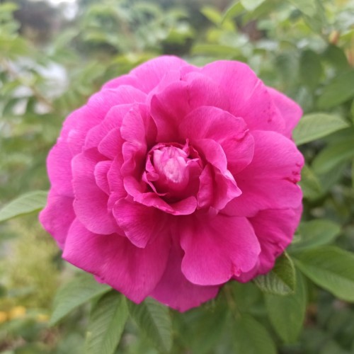 Róża pomarszczona Hansa