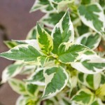 Dereń rozłogowy 'White Gold' (Cornus)