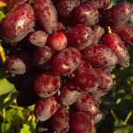 Winorośl 'Izjuminka' (Vitis)