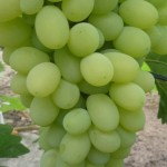 Winorośl 'Danmarpa Polonia' (Vitis)