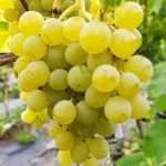 Winorośl 'Biały Beznasienny' (Vitis)