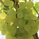 Winorośl 'Iskra' (Vitis)
