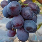Winorośl 'Siejaniec Furora' (Vitis)   