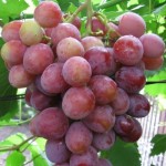 Winorośl 'Daszunia' (Vitis) 