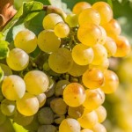 Winorośl 'Riesling' (Vitis)          