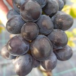 Winorośl 'Czarna Pantera' (Vitis)   
