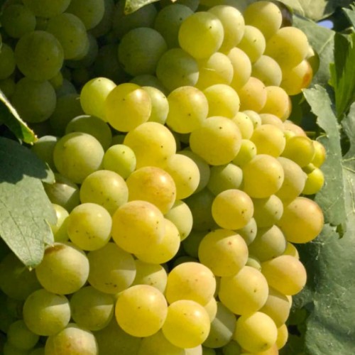 Winorośl Citronny Magaracha