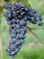 Winorośl Marechal Foch