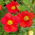 Pięciornik krzewiasty Red Ace