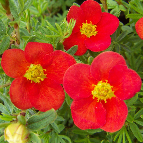 Pięciornik krzewiasty Red Ace