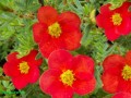 Pięciornik krzewiasty Red Ace