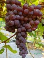 Winorośl Swenson Red