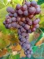 Winorośl Swenson Red