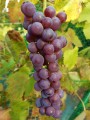 Winorośl Swenson Red