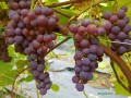 Winorośl Swenson Red