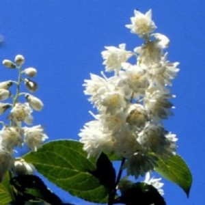 Żylistek szorstki 'Candidissima' (Deutzia)
