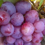 Winorośl 'Wojewoda' (Vitis)