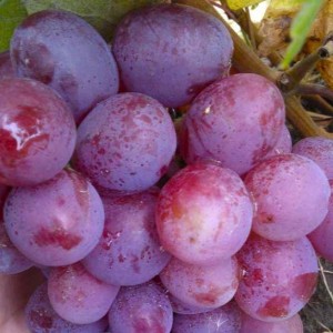 Winorośl 'Wojewoda' (Vitis)