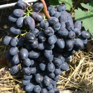 Winorośl 'Charly' (Vitis) 