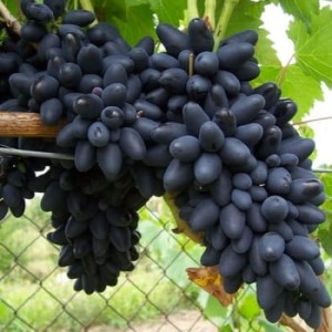 Winorośl 'Oryginał Czarny' (Vitis)