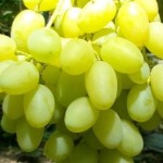 Winorośl 'Nadiożnyj' (Vitis)