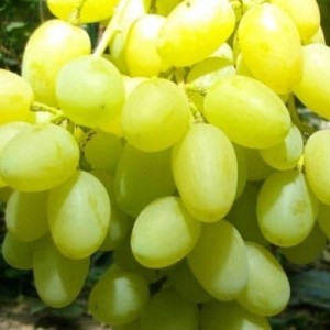 Winorośl 'Nadiożnyj' (Vitis)