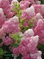 Hortensja bukietowa Białoróżowa Pełna