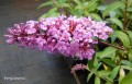 Budleja Dawida Summer Beauty