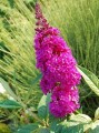 Budleja Dawida Royal Red