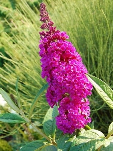 Budleja Dawida Royal Red