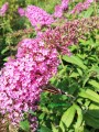 Budleja Dawida Pink Delight