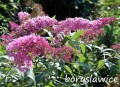 Budleja Dawida Pink Delight