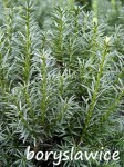 Cis 'Wojtek' (Taxus)