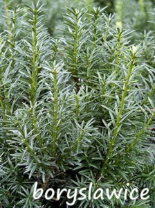 Cis 'Wojtek' (Taxus)