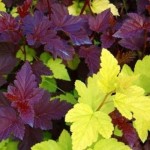 Para pęcherznic 'Luteus' i 'Purpureus' P9 20-30 cm (Physocarpus)