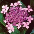Hortensja ogrodowa Mariesii Perfecta
