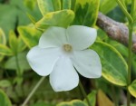 Barwinek 'Alba Variegata' (Vinca) w P11