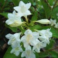 Krzewuszka cudowna Candida