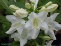 Krzewuszka cudowna Candida