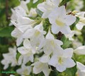 Krzewuszka cudowna Candida